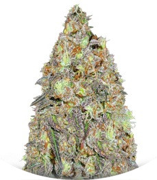 Critical Chronic regular (Sumo Seeds)