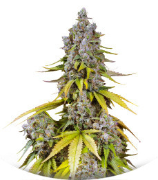 Jet Fuel Mandarine XL Auto fem (Sweet Seeds)