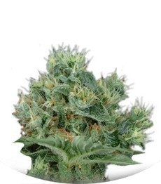 The Doctor fem (GHS)