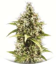 Auto Amnezia Platinum fem (Bulk Seed Bank)