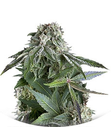 Blueberry Auto fem (Trikoma Seeds)
