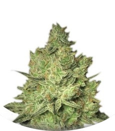 Jacky White fem (Paradise Seeds)