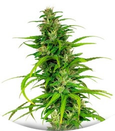 Little Cheese Auto fem (Barney's Farm)