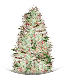 NY Diesel fem (Vision Seeds)