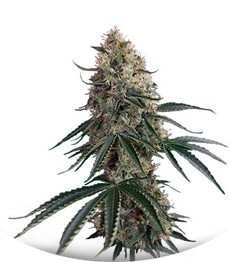 Sin Tra Bajo Auto fem (Barney's Farm)
