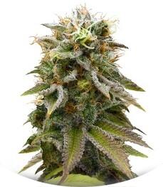 Lemon Thai Kush regular (Humboldt Seeds)