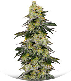 Meringue fem (Dutch Passion)