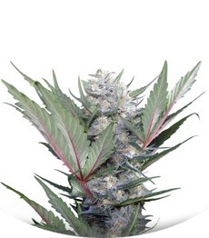 Sweet Skunk F1 Fast Version fem (Sweet Seeds)