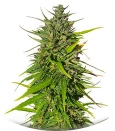 Original Moby Dick Auto fem (FastBuds)