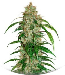 CBD Auto White Widow fem (Dutch Passion)