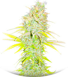 Candy Kush Fast Version fem (Easy Grow Seeds)