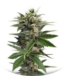 Blue Amnesia XXL Autoflowering fem (Dinafem Seeds)