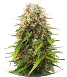 Triple G Auto fem (RQS)