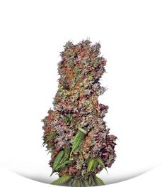 Afrodite fem (Kannabia Seeds)