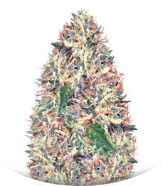 Delhi Cheese Auto Fem (Vision Seeds)