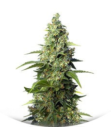 Honey Peach Auto CBD fem (Sweet Seeds)