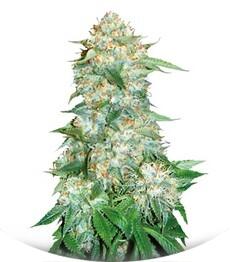 OG Kush fem (Bulk Seed Bank)