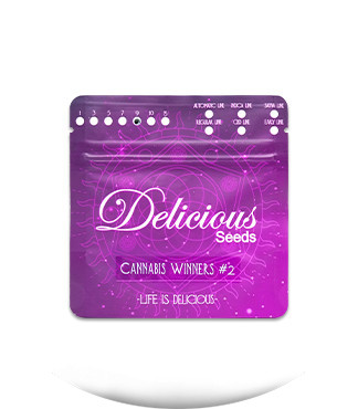 Gourmet Collection - Cannabis Winner Strains #2 fem (Delicious Seeds)