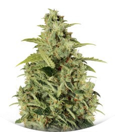 Mikromachine Auto fem (Kannabia Seeds)