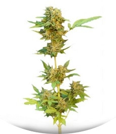 Flash Auto fem (Kannabia Seeds)