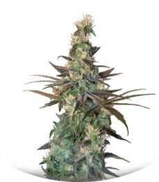 A-Train fem (TH Seeds)