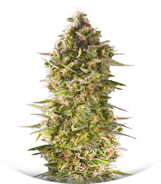 Do-Si-Dos Cookies fem (00 Seeds)