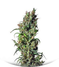 Eldorado fem (Nirvana Seeds)