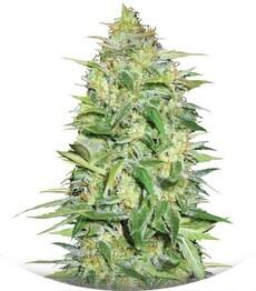 Auto Lime Skunk fem (Bulk Seed Bank)