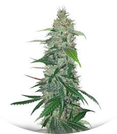 Shiva Skunk regular (Sensi Seeds)