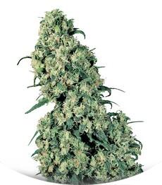 Skunk #1 fem (Sensi Seeds)