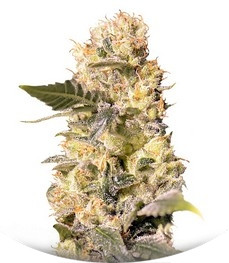 TNT Kush CBD fem (Eva Seeds)