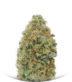 Auto Torpedo fem (VIP seeds)