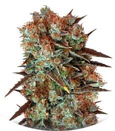 Caramel King fem (Bulk Seed Bank)