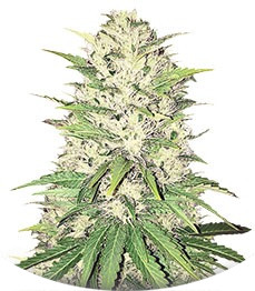 Goji Haze fem (Sumo Seeds)