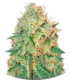 Green Mango Kush fem (Sumo Seeds)