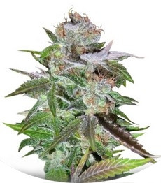Ice regular (Nirvana Seeds)
