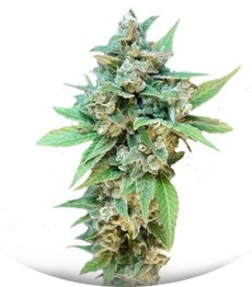 Thai Fantasy Max Auto fem (Kannabia Seeds)