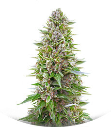 Auto Northern Lights XXL fem (00 seeds)