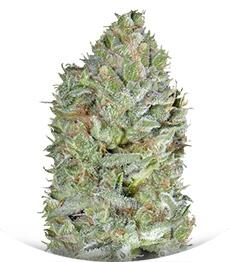 Critical Plus fem (Trikoma Seeds)