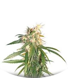 Hashplant Haze regular (DNA Genetics)