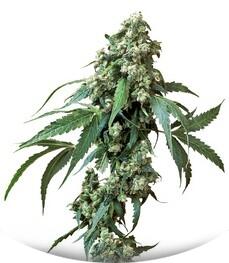 Jack Flash #5 fem (Sensi Seeds)