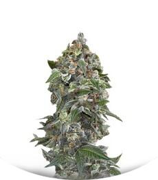 White Cheese Autoflowering fem (Dinafem Seeds)