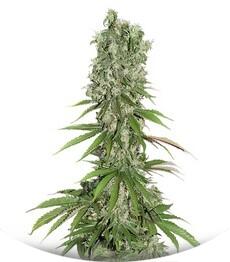 White Strawberry Skunk fem (Strain Hunters)