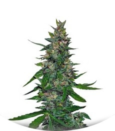 Timanfaya Auto fem (VIP seeds)
