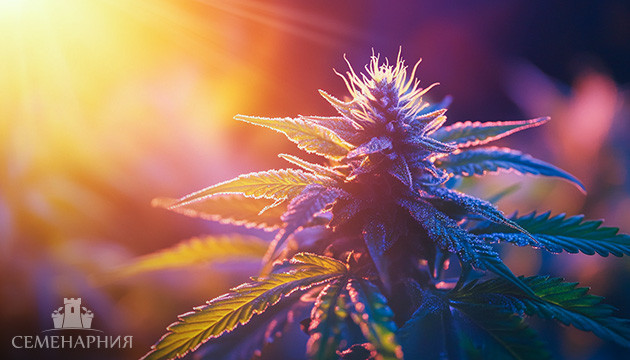 Освещение марихуаны