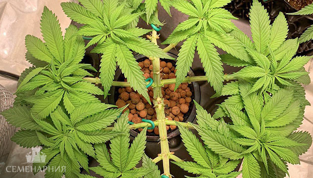 Мейн-лининг конопли