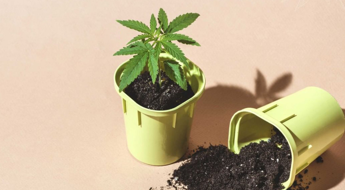 Важность пересадки в выращивании конопли Пересадка как вызов для начинающих гроверов