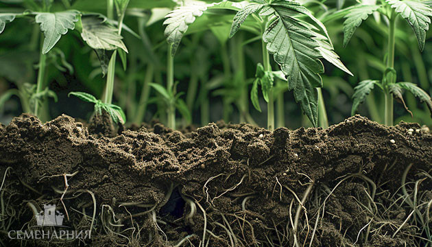 Вегетация марихуаны Стадия вегетации конопли