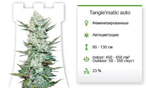 Сорт марихуаны Tangie'matic auto Tangie’matic от FastBuds